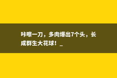 咔嚓一刀，多肉爆出7个头，长成群生大花球！ 