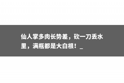 仙人掌多肉长势差，砍一刀丢水里，满瓶都是大白根！ 