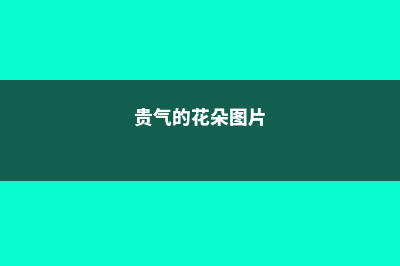 这种“贵气”植株不用买，折根“枝条”，呼呼长出一整盆！ (贵气的花朵图片)