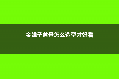 金弹子盆景怎么过夏天 (金弹子盆景怎么造型才好看)