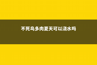 不死鸟多肉夏天怎么养 (不死鸟多肉夏天可以浇水吗)