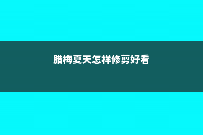 腊梅夏天怎样修剪 (腊梅夏天怎样修剪好看)