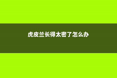 “虎皮兰”长得不旺盛？不如试试这“3招”，叶子油绿长满盆！ (虎皮兰长得太密了怎么办)