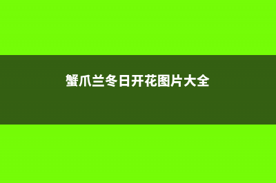 “蟹爪兰”冬日屋里做个小动作，长成老桩大不同，花苞满枝头！ (蟹爪兰冬日开花图片大全)