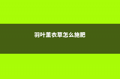 羽叶薰衣草怎么养 (羽叶薰衣草怎么施肥)