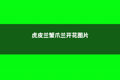 虎皮兰蟹爪兰，扒开一圈土，2天冒出38个芽！ (虎皮兰蟹爪兰开花图片)