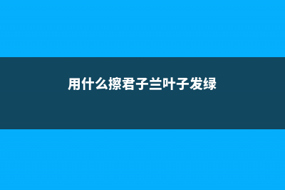 绿萝君子兰...擦点增亮剂，叶子绿得照人影，还能杀菌消毒！ (用什么擦君子兰叶子发绿)