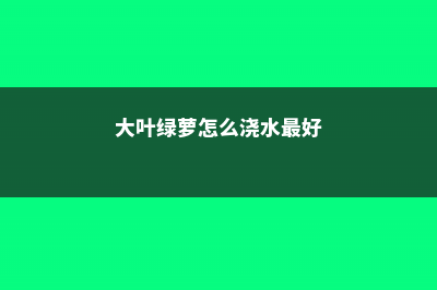 大叶绿萝怎么浇水，养殖方法和注意事项 (大叶绿萝怎么浇水最好)