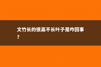 “文竹”长不好？试试这种“糖水”，一月喂一勺，叶子枝繁叶茂！ (文竹长的很高不长叶子是咋回事?)