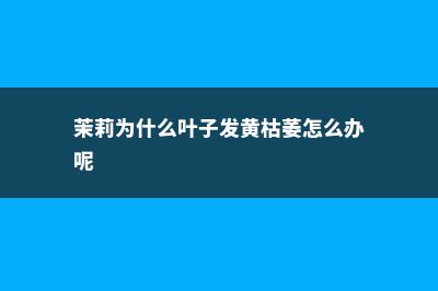 茉莉为什么叶子皱皱的 (茉莉为什么叶子发黄枯萎怎么办呢)