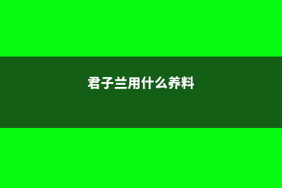 君子兰用这“2种”水浇，15天来一次，根壮实开花多！ (君子兰用什么养料)