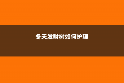 冬天发财树养护，掌握好这“3个”技巧，叶常青不发黄！ (冬天发财树如何护理)