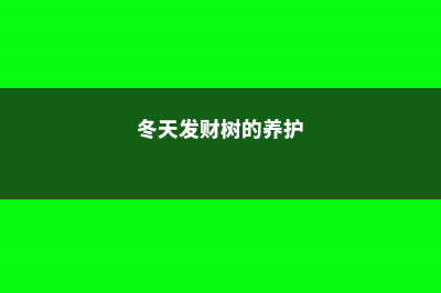 冬天发财树养护，掌握好这“3个”技巧，叶常青不发黄！ (冬天发财树的养护)