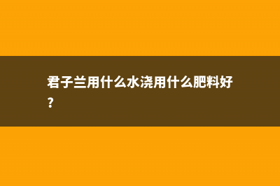 君子兰用这“2种”水浇，15天来一次，根壮实开花多！ (君子兰用什么水浇用什么肥料好?)