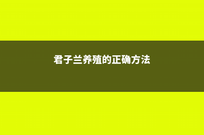 “君子兰”养殖用这招，叶子拳头宽，开花不夹箭！ (君子兰养殖的正确方法)