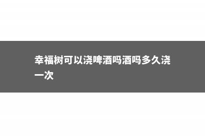 幸福树可以浇啤酒吗（醋、茶叶水也可以吗） (幸福树可以浇啤酒吗酒吗多久浇一次)