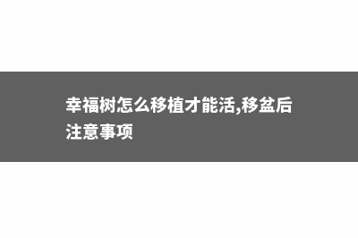 幸福树怎么移植才能活，移盆后注意事项 (幸福树怎么移植才能活,移盆后注意事项)