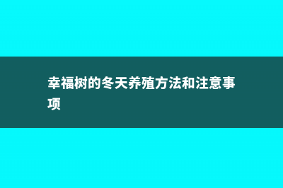 冬天幸福树怎样生新根，冬天怎样浇水 (幸福树的冬天养殖方法和注意事项)