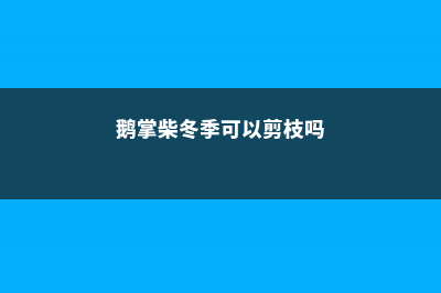 鹅掌柴冬季可以换盆吗，冬季怎么养茂盛 (鹅掌柴冬季可以剪枝吗)