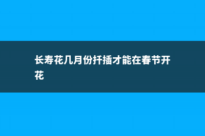 正月给“长寿花”做个小动作，花苞再长一倍，枝芽蹿不停！ (长寿花几月份扦插才能在春节开花)