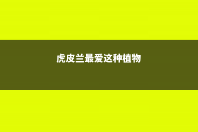 虎皮兰最爱这种“水”，7天喂一次，肥厚“叶片”翠绿挺立！ (虎皮兰最爱这种植物)