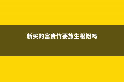 新买的富贵竹要切口吗，切口不生根怎么办 (新买的富贵竹要放生根粉吗)