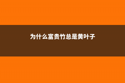 为什么富贵竹总养不活，长太高存活率低吗 (为什么富贵竹总是黄叶子)