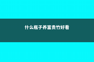 什么瓶子可以养富贵竹，瓶子要装多少水 (什么瓶子养富贵竹好看)