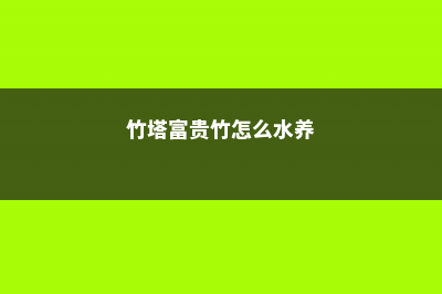 富贵竹怎么水养才开花，怎么样才能更旺盛 (竹塔富贵竹怎么水养)