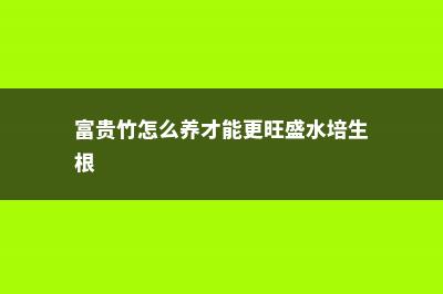 富贵竹怎么养才会开花，开花什么预兆 (富贵竹怎么养才能更旺盛水培生根)