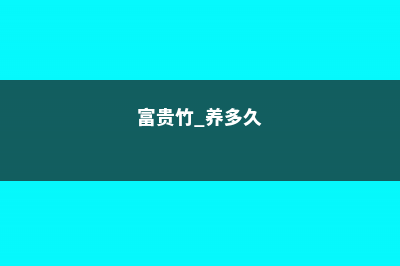 富贵竹养多久会开花，怎么养才能开花 (富贵竹 养多久)