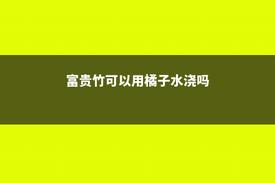 富贵竹可以用橘子皮水做营养液吗 (富贵竹可以用橘子水浇吗)