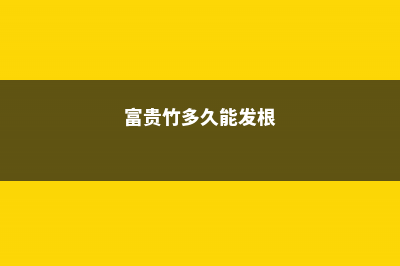 富贵竹多长才能放瓶中，瓶里能放石头吗 (富贵竹多久能发根)