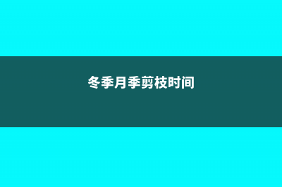 冬季月季需要剪枝吗（时间和方法） (冬季月季剪枝时间)