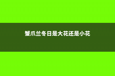 “蟹爪兰”冬日不生长，土里藏点泥，花朵满盆让人爱！ (蟹爪兰冬日是大花还是小花)