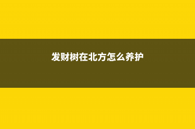 发财树在北方怎样过冬（温度、浇水、光照、施肥） (发财树在北方怎么养护)