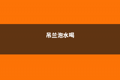 吊兰吃口黑豆水，1年抽穗100个，疯长爆盆变窗帘！ (吊兰泡水喝)