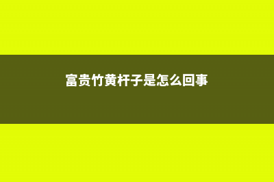 “富贵竹”常黄叶，给它喂点“它”，每次3、5滴，叶子油绿不怕黄！ (富贵竹黄杆子是怎么回事)