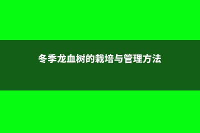 冬天养护“龙血树”，做好这“4个”小动作，绿叶如瀑布！ (冬季龙血树的栽培与管理方法)