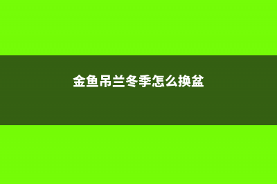 金鱼吊兰冬季怎么养 (金鱼吊兰冬季怎么换盆)