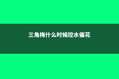 三角梅什么时候施肥好 (三角梅什么时候控水催花)