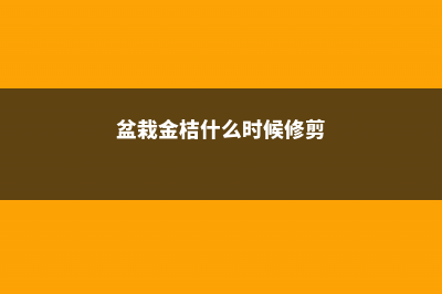 盆栽金桔什么时候施肥 (盆栽金桔什么时候修剪)