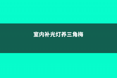 养“三角梅”，就用这“3种”天然肥，挖洞埋土里效果好！ (室内补光灯养三角梅)