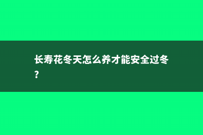 “长寿花”冬天开花少？教你这“4招”，花骨朵蹿得拦不住 (长寿花冬天怎么养才能安全过冬?)