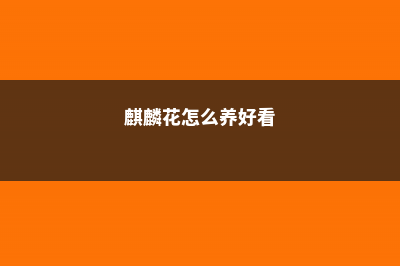 麒麟花怎么养 (麒麟花怎么养好看)