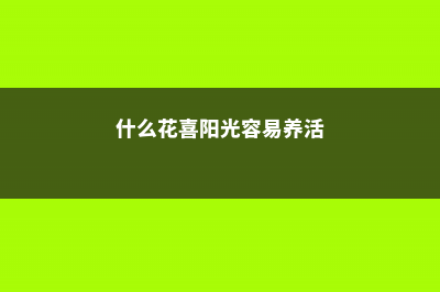 什么花喜光好养又好看 (什么花喜阳光容易养活)