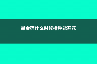 旱金莲什么时候可以种 (旱金莲什么时候播种能开花)