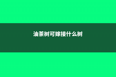 油茶树可嫁接什么树 (油茶树可嫁接什么树)