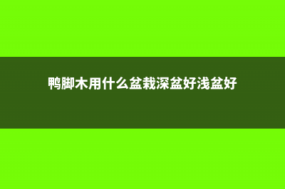 鸭脚木用什么盆好看 (鸭脚木用什么盆栽深盆好浅盆好)