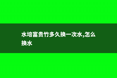 水培富贵竹多久换一次水 (水培富贵竹多久换一次水,怎么换水)